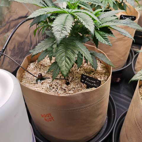 Donna growlog timeline photo