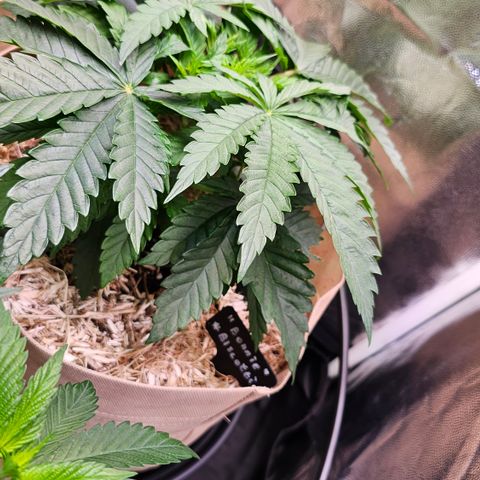 Bonnie growlog timeline photo