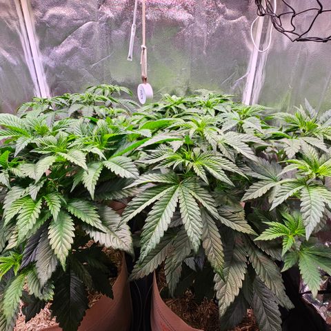 Donna growlog timeline photo