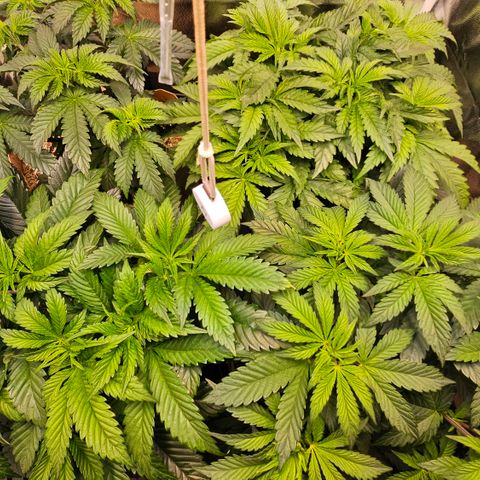 Donna growlog timeline photo