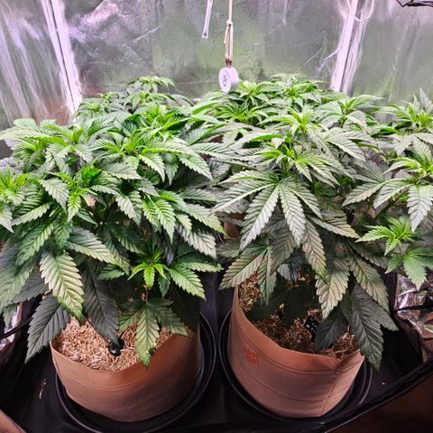 Donna growlog timeline photo