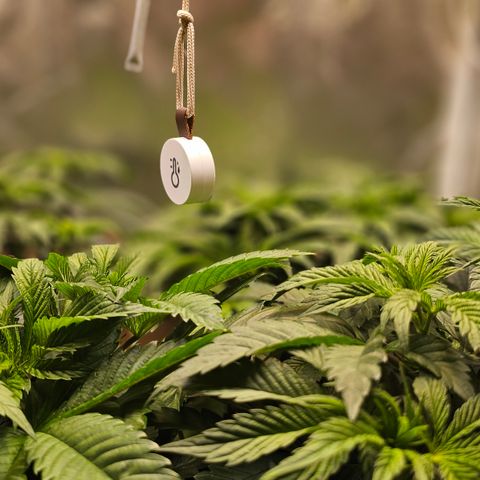 Donna growlog timeline photo