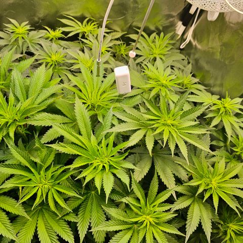 Donna growlog timeline photo