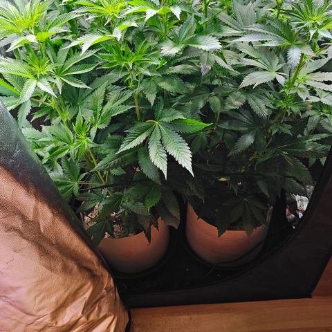 Donna growlog timeline photo