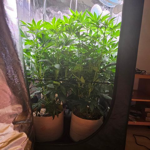 Donna growlog timeline photo