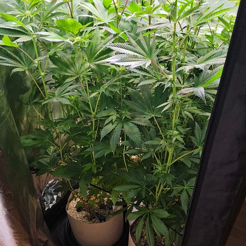 Donna growlog timeline photo