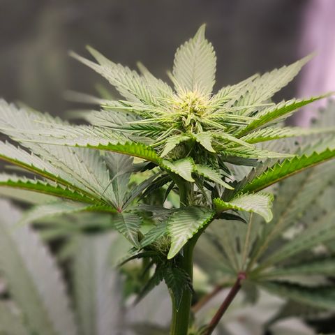 Layla growlog timeline photo