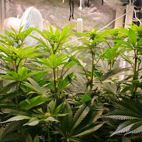 Donna growlog timeline photo