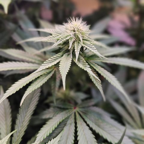 Donna growlog timeline photo