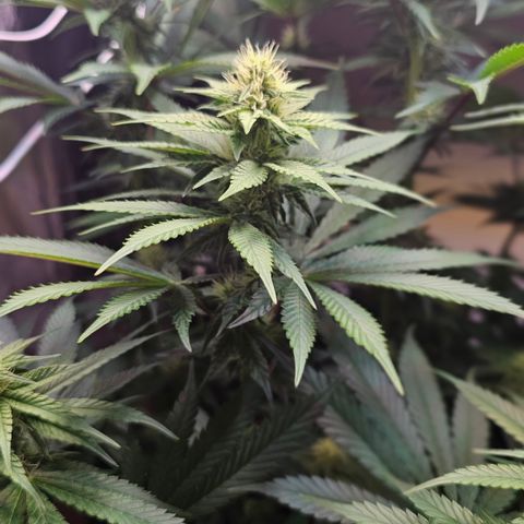 Donna growlog timeline photo
