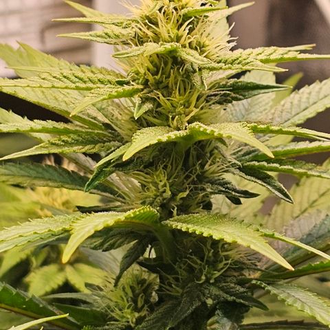 Donna growlog timeline photo