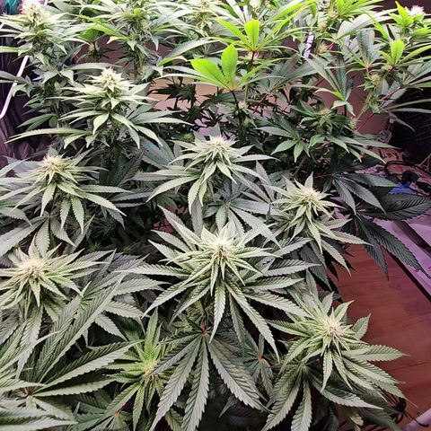 Donna growlog timeline photo