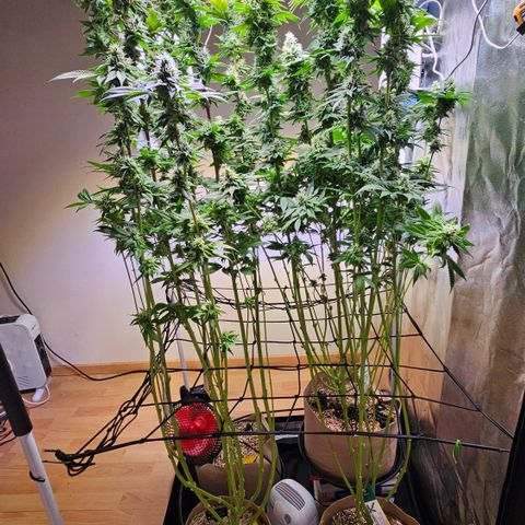 Donna growlog timeline photo