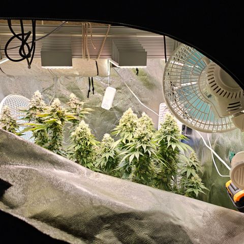 Donna growlog timeline photo