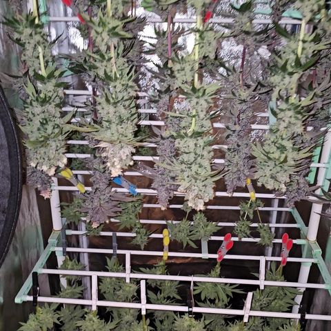 Donna growlog timeline photo