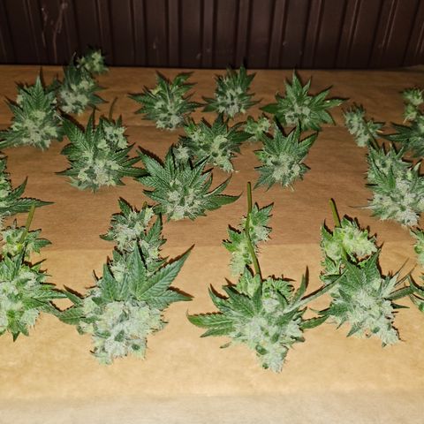 Donna growlog timeline photo