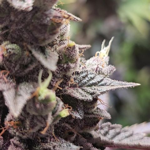 Donna growlog timeline photo