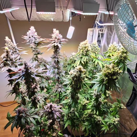 Donna growlog timeline photo