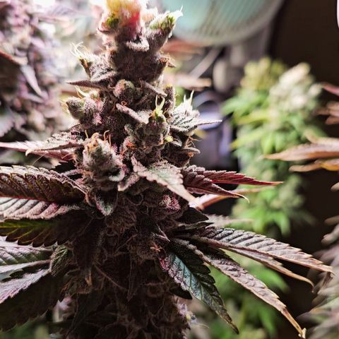 Donna growlog timeline photo