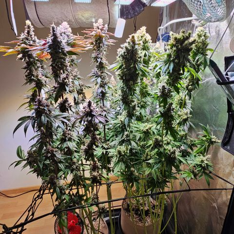 Donna growlog timeline photo