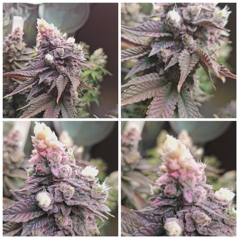 Donna growlog timeline photo