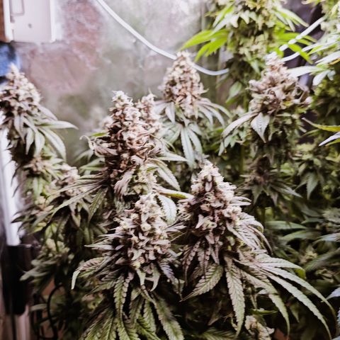 Donna growlog timeline photo