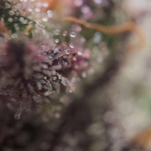 Donna growlog timeline photo