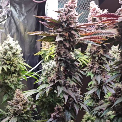 Donna growlog timeline photo