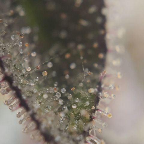 Donna growlog timeline photo