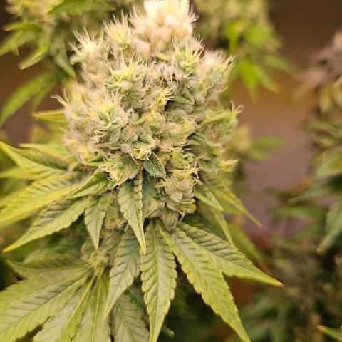Donna growlog timeline photo