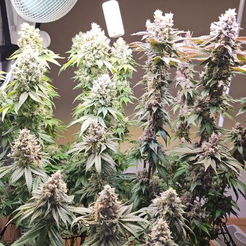 Donna growlog timeline photo