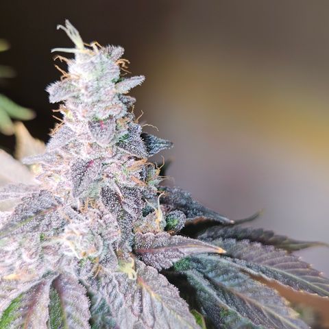 Donna growlog timeline photo