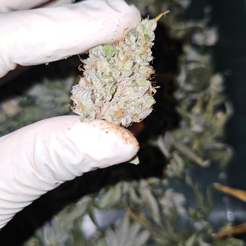 Donna growlog timeline photo