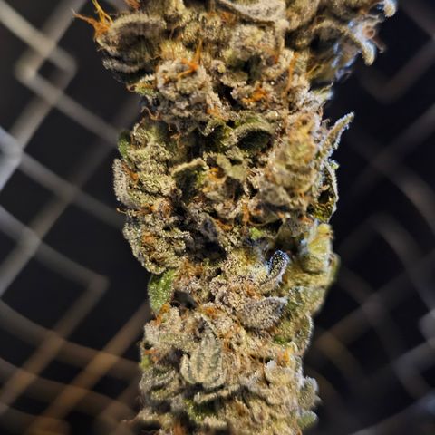 Donna growlog timeline photo