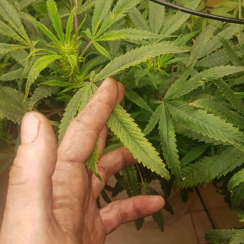 Blue berry cookies  growlog photo: Nutrient burn noted scale back 20%
