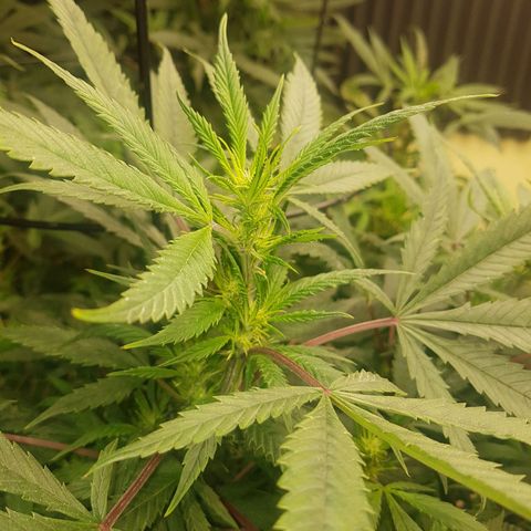 Blue berry cookies  growlog photo: Pre-buds forming