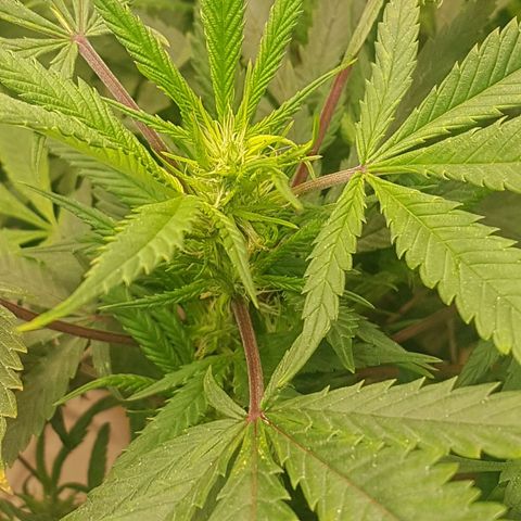 Blue berry cookies  growlog timeline photo