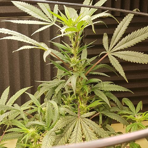 Blue berry cookies  growlog timeline photo