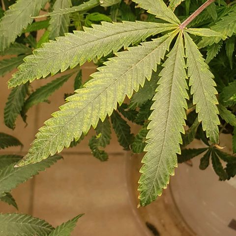 Blue berry cookies  growlog timeline photo