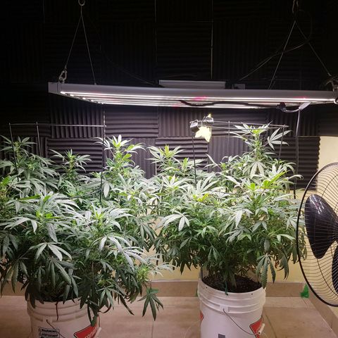Blue berry cookies  growlog timeline photo