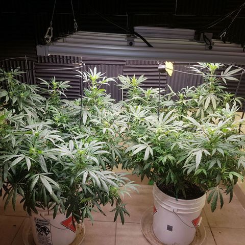 Blue berry cookies  growlog timeline photo