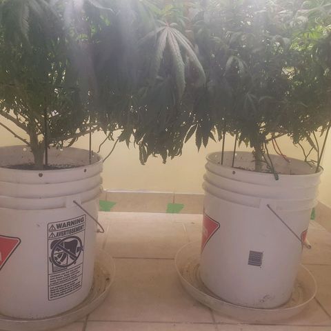 Blue berry cookies  growlog photo: Post "light" lollipopping 