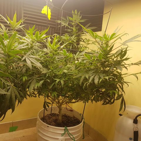 Blue berry cookies  growlog photo: Post lollipopping. 