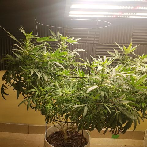 Blue berry cookies  growlog photo: Post lollipopping. 