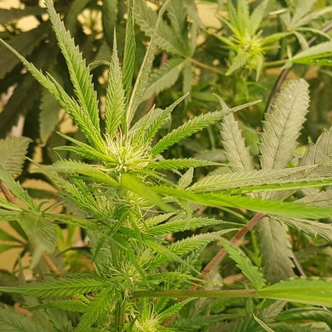 Blue berry cookies  growlog photo: Post lollipopping. 