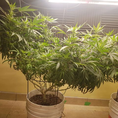 Blue berry cookies  growlog photo: Post lollipopping. 