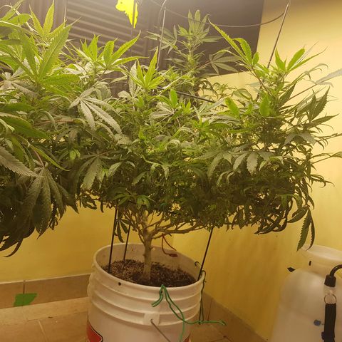 Blue berry cookies  growlog photo: Post lollipopping. 