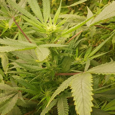 Blue berry cookies  growlog photo: Post lollipopping. 
