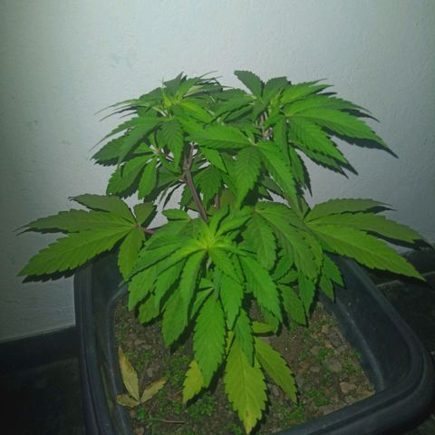 Flor growlog timeline photo