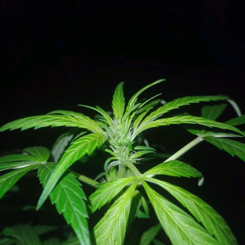 Flor growlog timeline photo